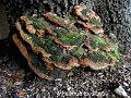 Fuscoporia torulosa-amf1571-1